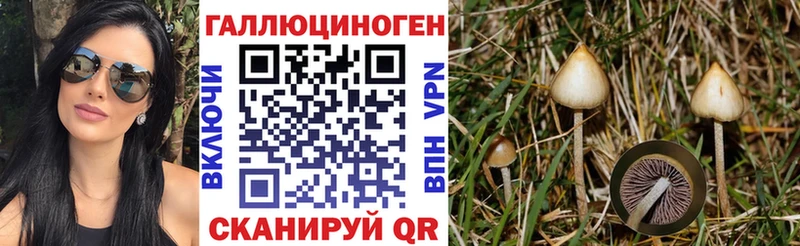 Купить где  Щёлкино  Галлюциногенные грибы Psilocybe 